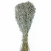 Silver Sparkle Preserved Baby's Breath 24in 4oz Bundle