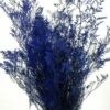 Preserved Dyed Caspia 8oz Cobalt Blue