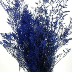 Preserved Dyed Caspia 8oz Cobalt Blue