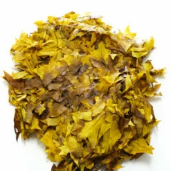 Preserved Oak Branches Golden Browntone