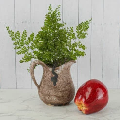 Preserved Fern 5-6 Stems Lutti Adianthum -US Gift Sales 2024 40099902115 2753