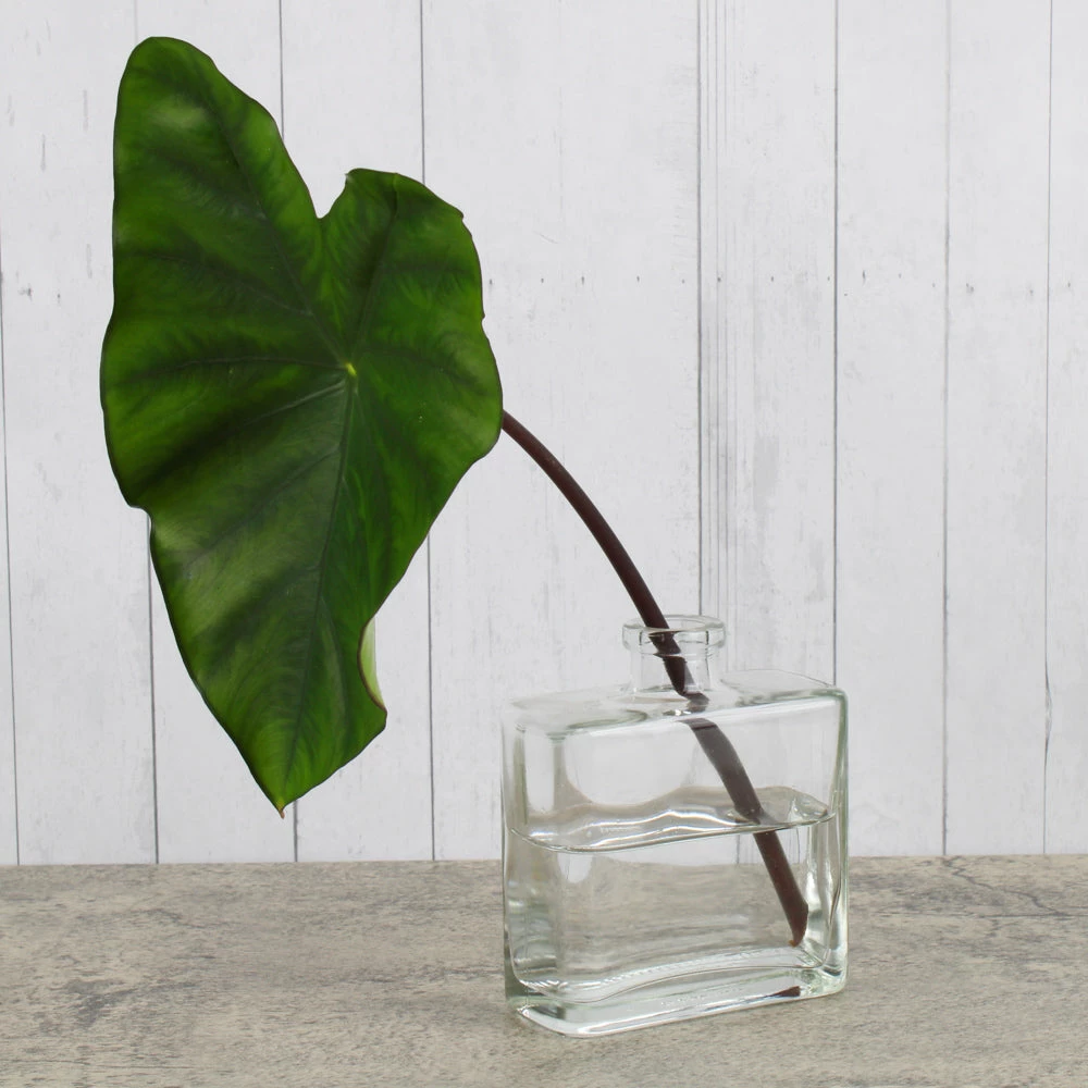 Clear Glass Matic 8.5 Ounce Bottles Set Of 12 1 Clear Glass Matic 8.5 Ounce Bottles Set Of 12