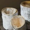 Whitewashed Birch Bark Vase 7x10