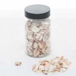 Richland Seashell Vase Filler Set Of 12