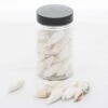 Richland Conch Shell Vase Filler Set Of 24