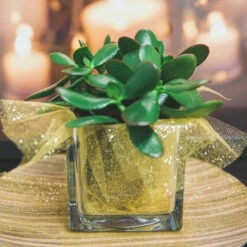 Richland Square Glass Cube Vase 4" Set Of 12 -US Gift Sales 2024 967a0138 2 2