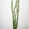 Moss Covered 48"-52" Coastal Range Natural Branches Bundle Of 3