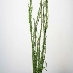 Moss Covered 48"-52" Coastal Range Natural Branches Bundle Of 3