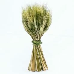 Richland Preserved Stand Up Wheat Bundle Set Of 16
