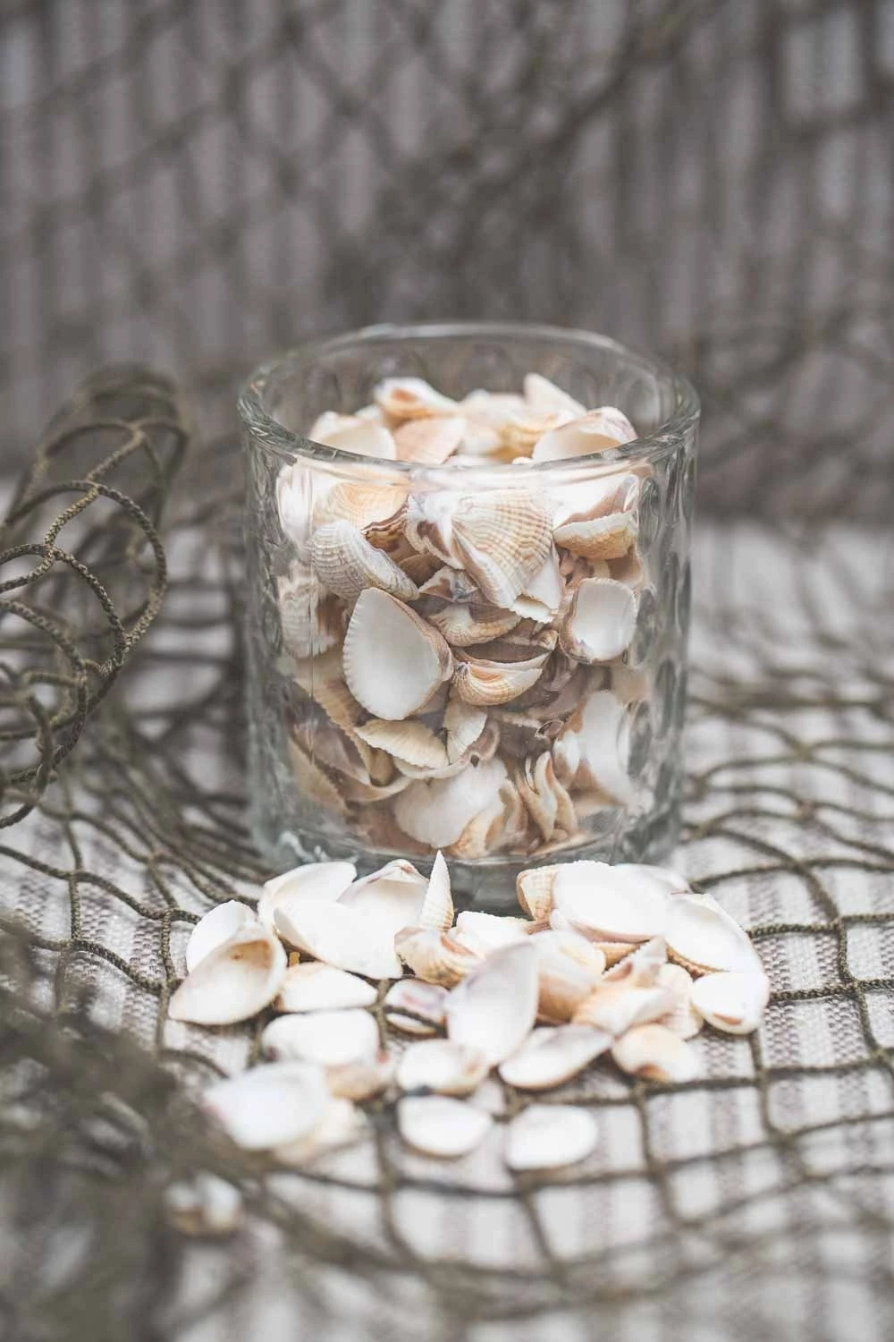 Richland Seashell Vase Filler Set Of 12 2 Richland Seashell Vase Filler Set Of 12 - Image 2