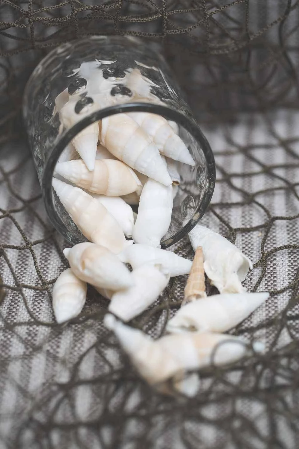 Richland Conch Shell Vase Filler Set Of 12 2 Richland Conch Shell Vase Filler Set Of 12 - Image 2