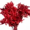 Preserved Oak Branches Red
