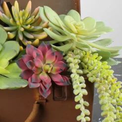 Large Bright Green Echeveria Stem Succulent 9" Wide -US Gift Sales 2024 9insucculent