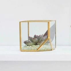 Hira Glass & Brass Terrarium Angled Cube 4.7" -US Gift Sales 2024 anglecube2