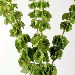 Silk Bells Of Ireland Spray 21in