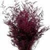 Preserved Dyed Caspia 8oz Merlot