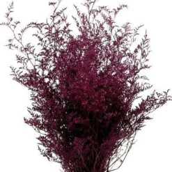 Preserved Dyed Caspia 8oz Merlot