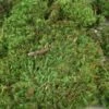 Mood Moss 4 Lbs 1" Thick Natural
