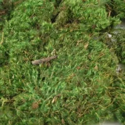 Mood Moss 4 Lbs 1" Thick Natural