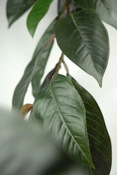 Natural Touch Magnolia Leaf Garland 6ft 44 Leaves 3 Natural Touch Magnolia Leaf Garland 6ft 44 Leaves - Image 3
