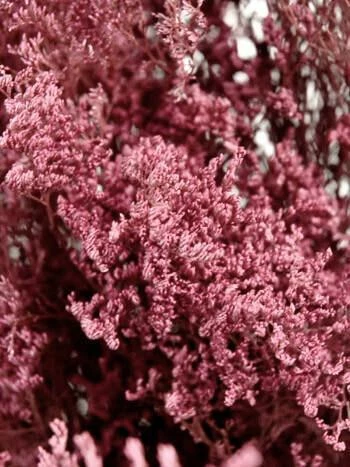 Preserved Dyed Caspia 8oz Dusty Rose 2 Preserved Dyed Caspia 8oz Dusty Rose - Image 2