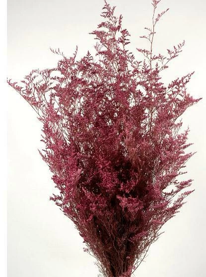 Preserved Dyed Caspia 8oz Dusty Rose 1 Preserved Dyed Caspia 8oz Dusty Rose