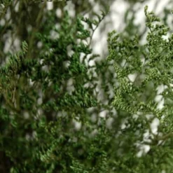 Preserved Dyed Caspia 8oz Olive Green -US Gift Sales 2024 caspia olive green 8 oz 4