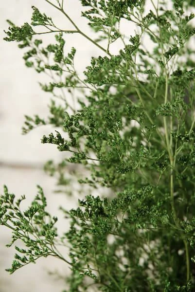 Preserved Dyed Caspia Bundle 8oz Green 2 Preserved Dyed Caspia Bundle 8oz Green - Image 2