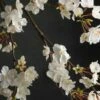 Cherry Blossom Branch 42in White Flower