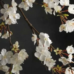 Cherry Blossom Branch 42in White Flower