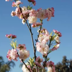 Pink Cherry Blossom Branch 45"