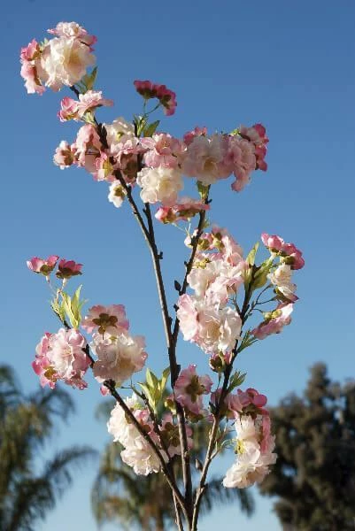Pink Cherry Blossom Branch 45" 1 Pink Cherry Blossom Branch 45"