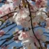 Hanging Silk Cherry Blossom Branch Pink Silk Artificial 58"