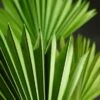 Natural Palm Leaf Fans Green Pack Of 5
