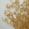Gold Sparkle Preserved Baby's Breath 24in 4oz Bundle
