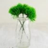 36 Green Trick Dianthus Picks 6 Inch