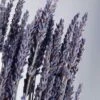 Natural Dried Lavender 20 Inch, 120 Stems