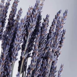 Natural Dried Lavender 20 Inch, 120 Stems