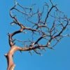 Manzanita Branch Red Bark 12" Natural