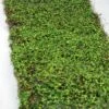 Faux Moss Leaf And Twig Mat 16x36