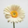Richland Yellow Gerbera Daisy 24" Set Of 24