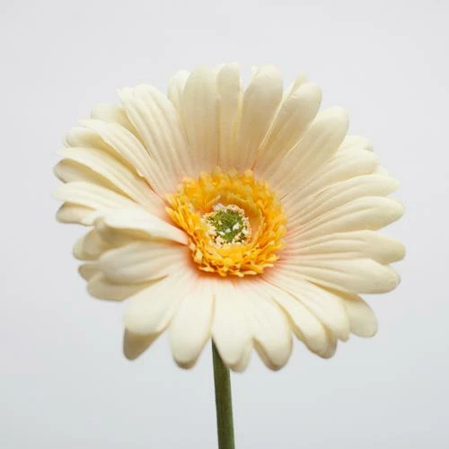 Richland Yellow Gerbera Daisy 24" Set Of 24 1 Richland Yellow Gerbera Daisy 24" Set Of 24