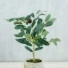 Mini Olive Tree 12in