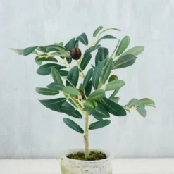Mini Olive Tree 12in