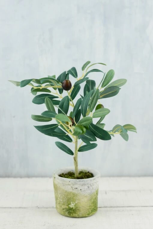 Mini Olive Tree 12in -US Gift Sales 2024 mini olive tree 12 1