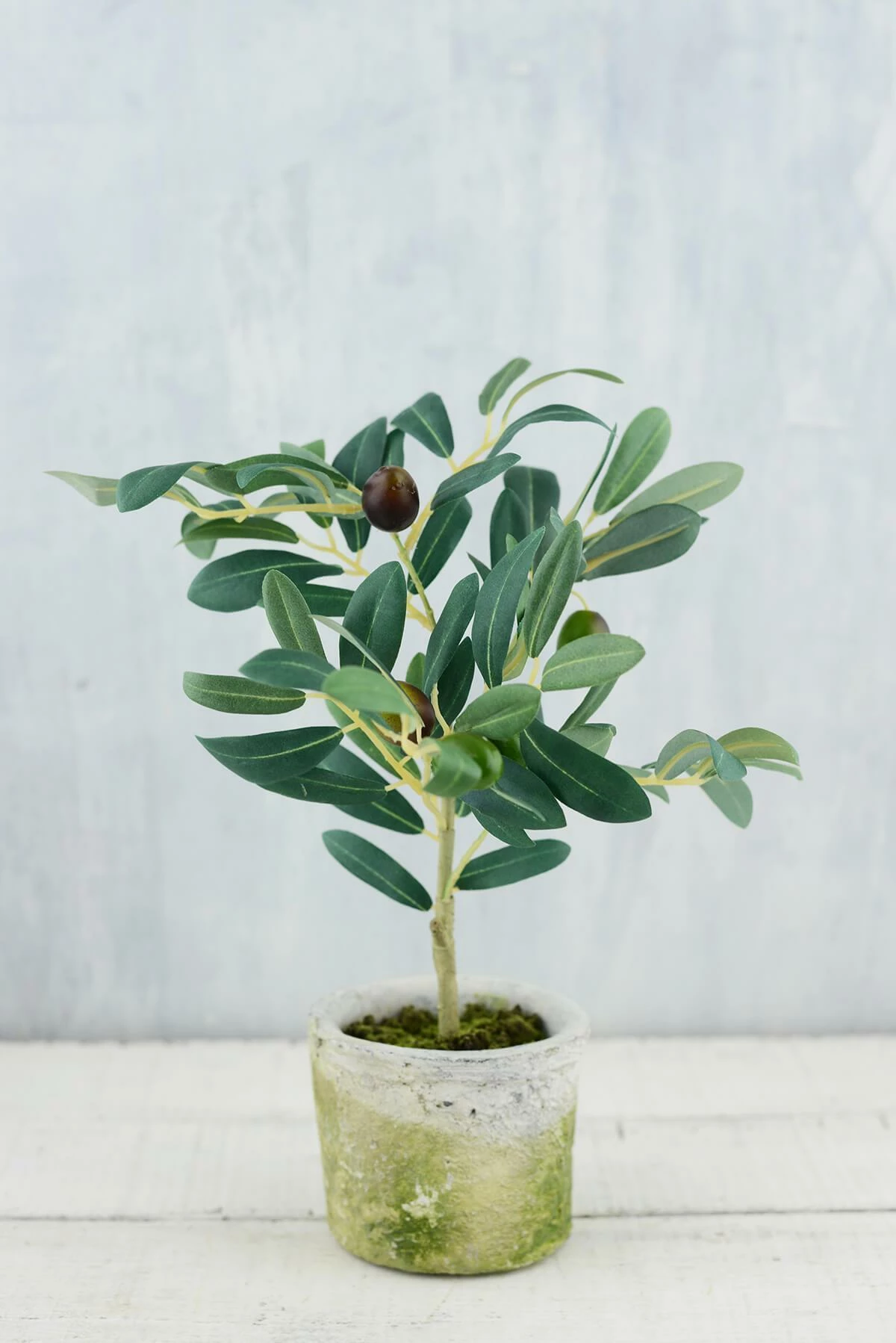 Mini Olive Tree 12in 1 Mini Olive Tree 12in