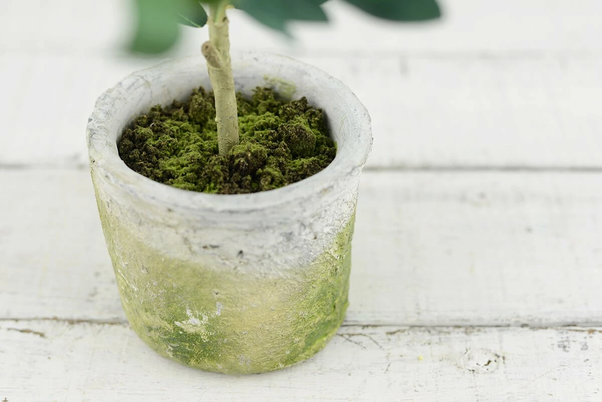 Mini Olive Tree 12in 3 Mini Olive Tree 12in - Image 3