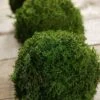 Preserved Reindeer Moss Balls 4" (Set Of 3)