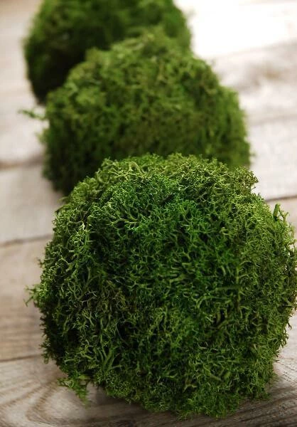 Preserved Reindeer Moss Balls 4" (Set Of 3) 1 Preserved Reindeer Moss Balls 4" (Set Of 3)