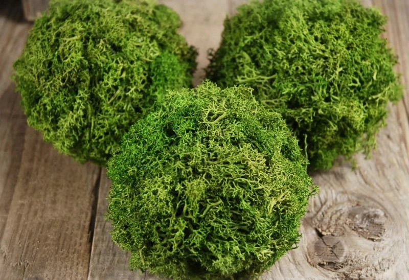 Preserved Reindeer Moss Balls 4" (Set Of 3) 2 Preserved Reindeer Moss Balls 4" (Set Of 3) - Image 2
